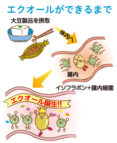 エクオールができるまで